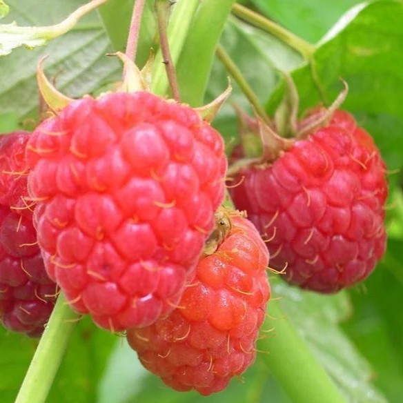 Heritage Raspberry Bush - Image 3
