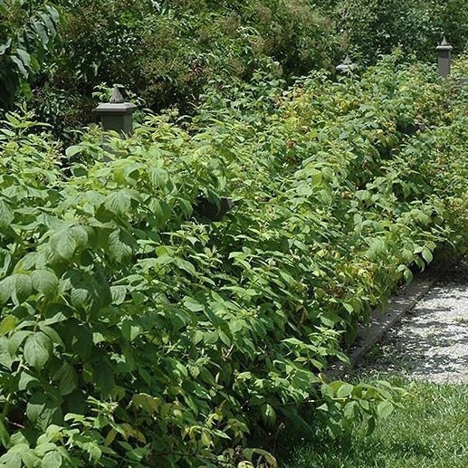 Heritage Raspberry Bush - Image 4