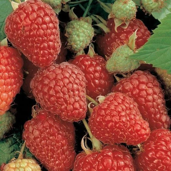 Heritage Raspberry Bush - Image 5