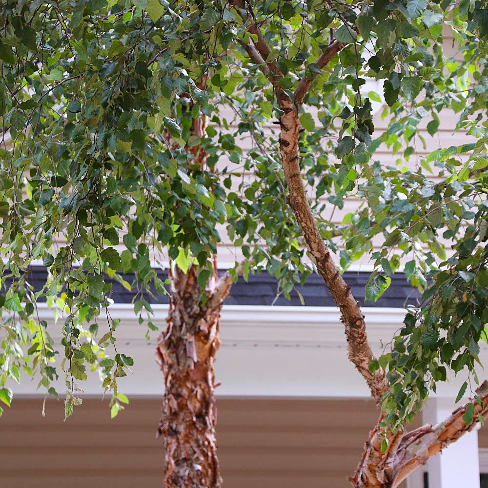 Heritage River Birch - Image 2