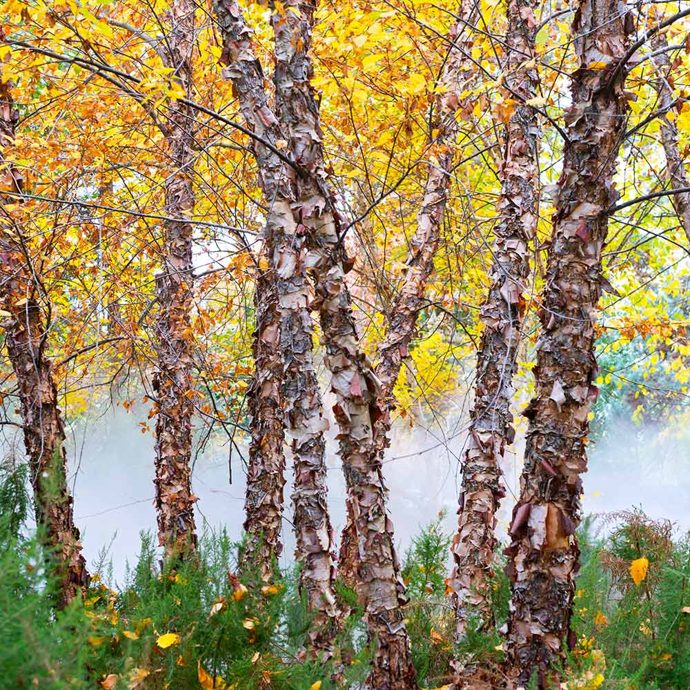 Heritage River Birch - Image 3