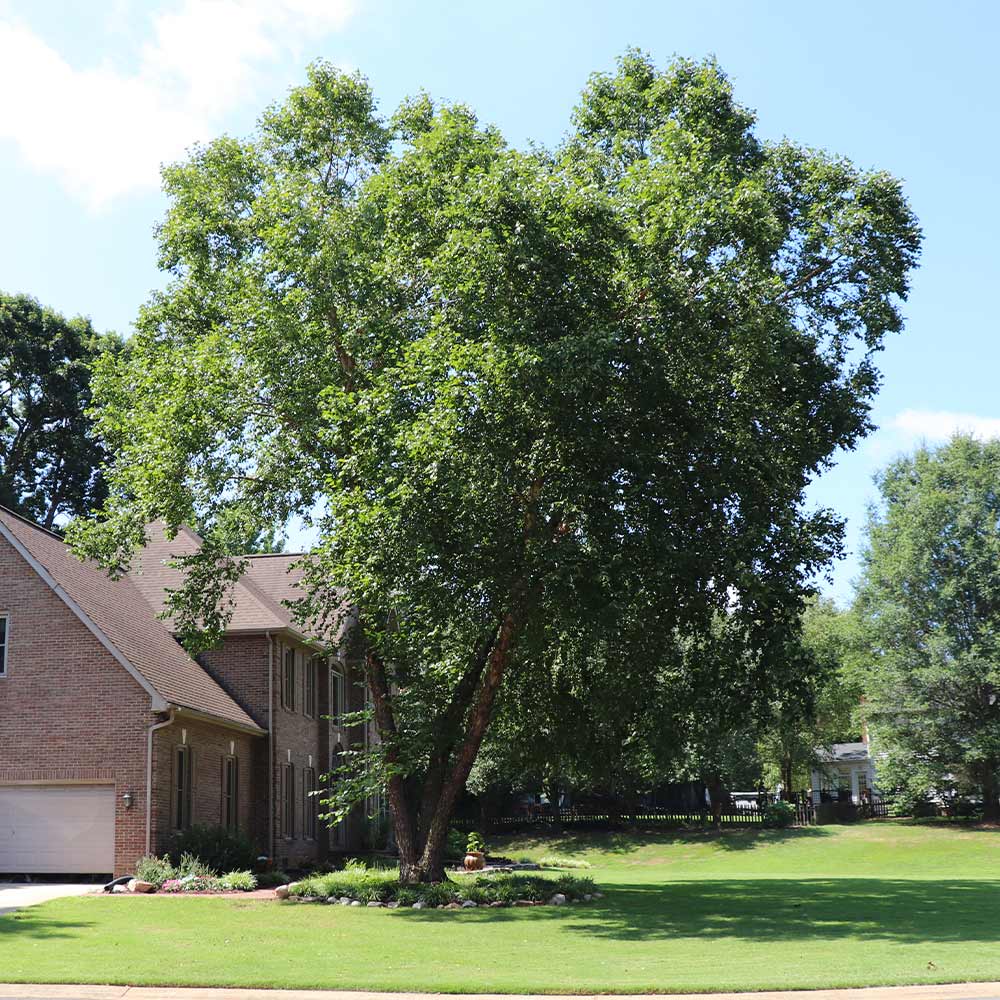 Heritage River Birch - Image 4