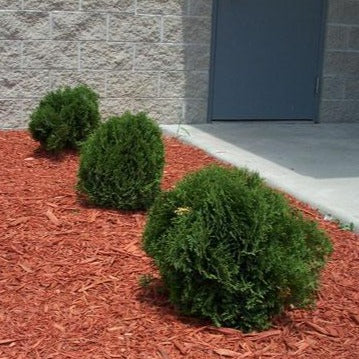 Hetz Midget Arborvitae - Image 2