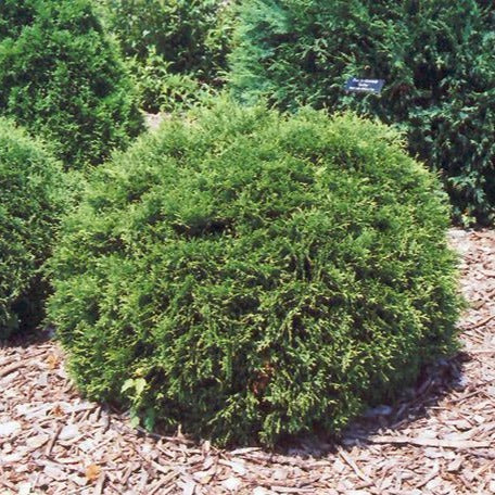 Hetz Midget Arborvitae - Image 3
