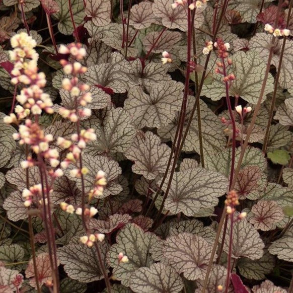Silver Scrolls Coral Bells Heuchera - Image 3