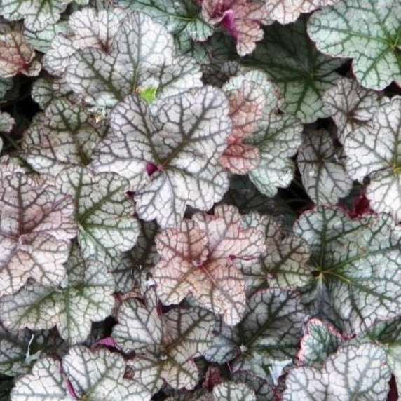 Silver Scrolls Coral Bells Heuchera - Image 4