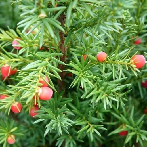 Hicks Yew - Image 3