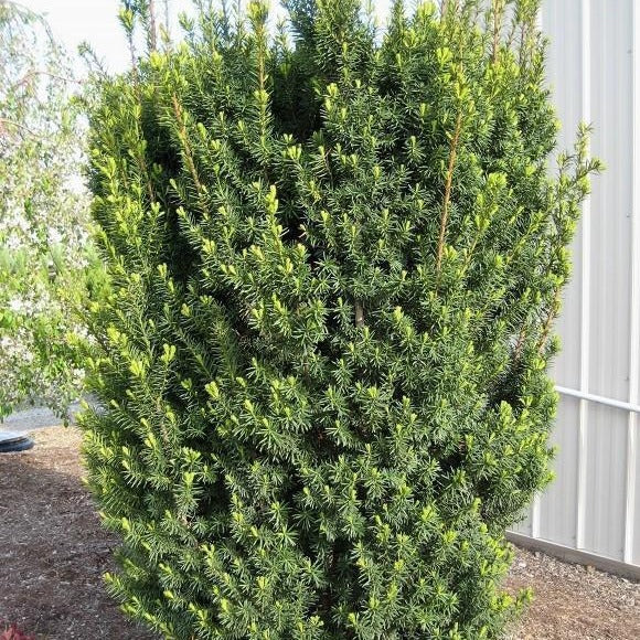 Hicks Yew - Image 4