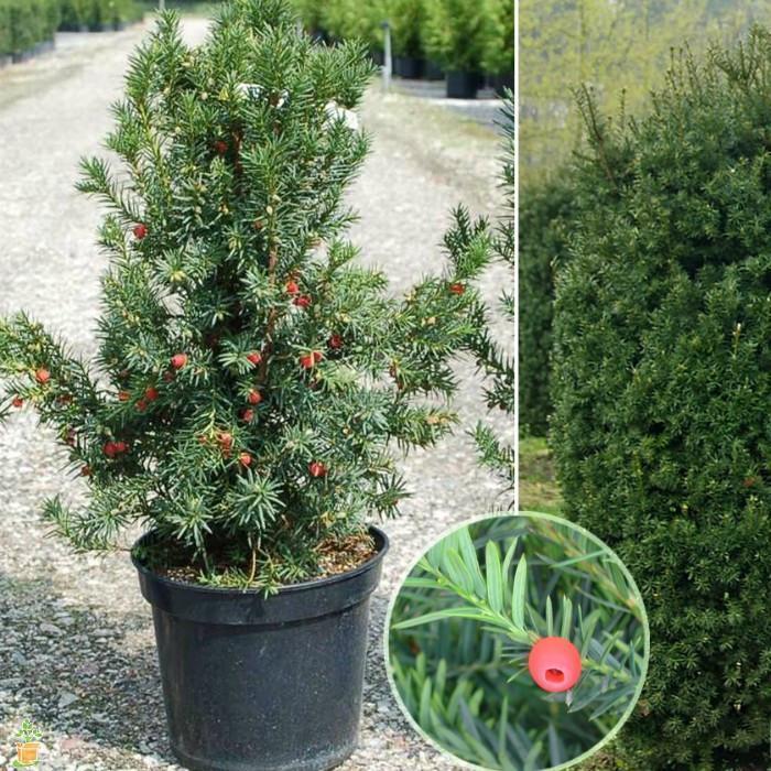 Hicks Yew - Image 5