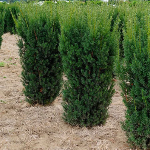 Hicks Yew - Image 6