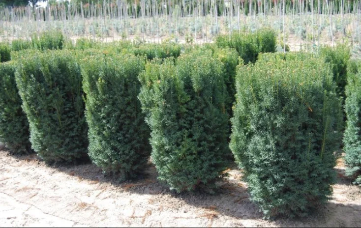 Hicks Yew - Image 8