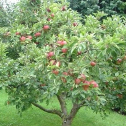 Honeycrisp Apple Tree - Image 3