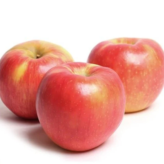 Honeycrisp Apple Tree - Image 4