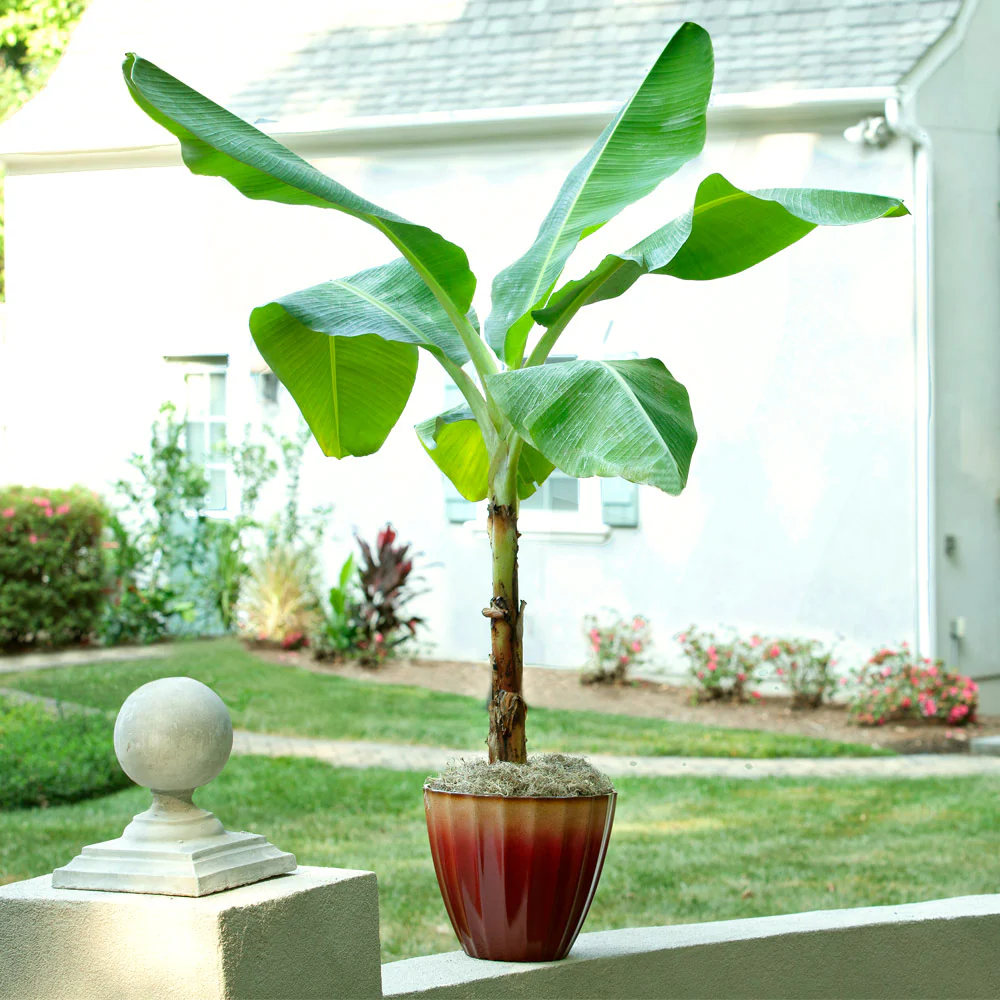 Ice Cream Banana Tree - Image 2