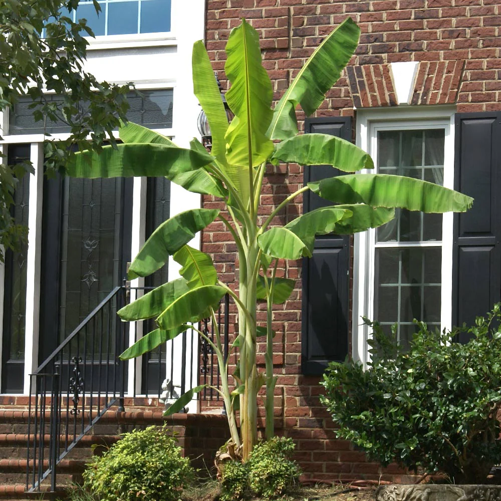 Ice Cream Banana Tree - Image 3