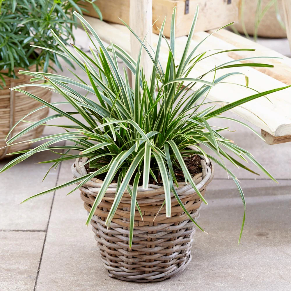 Ice Dance Carex Sedge - Image 2