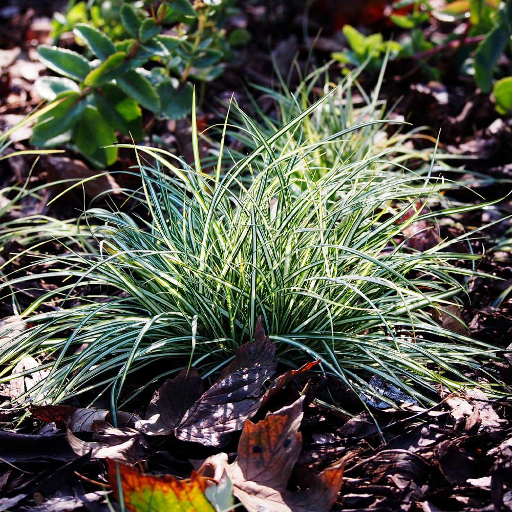 Ice Dance Carex Sedge - Image 3