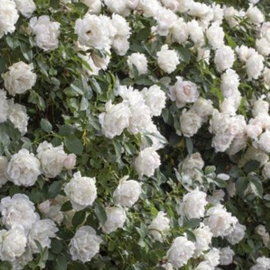 Icecap™ Rose Tree - Image 2