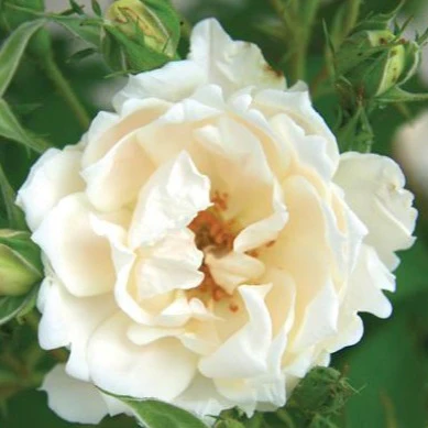 Icecap™ Rose Tree - Image 3