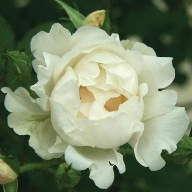 Icecap™ Rose Tree - Image 4