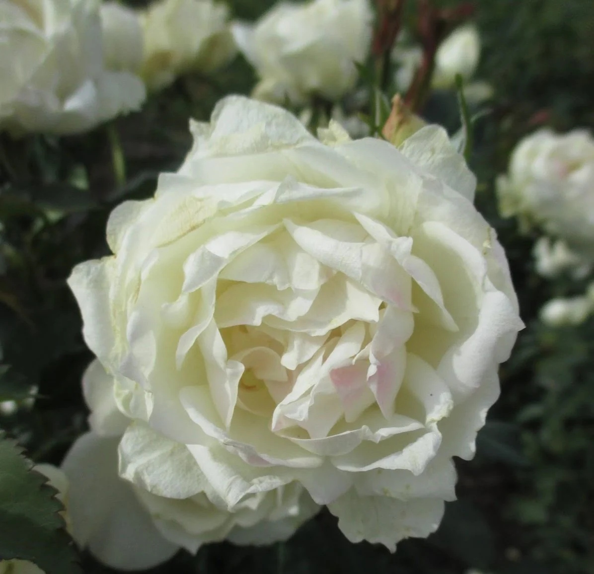 Icecap™ Rose Tree - Image 5