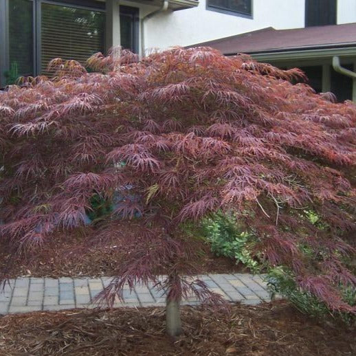 Inaba Shidare Japanese Maple - Image 3