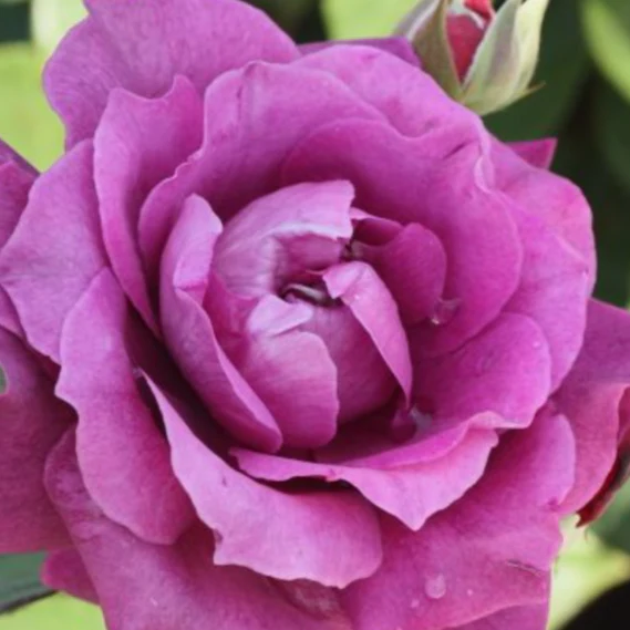 Intrigue Floribunda Rose - Image 3