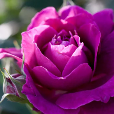 Intrigue Floribunda Rose Tree - Image 3