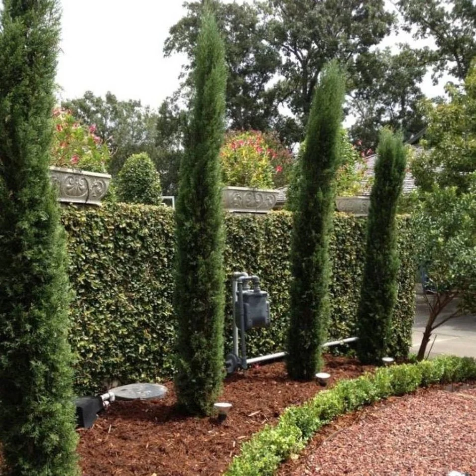 Italian Cypress Tree - Image 3