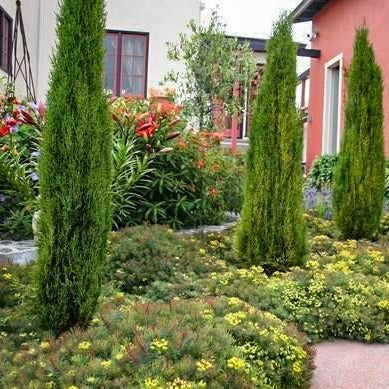 Italian Cypress Tree - Image 4