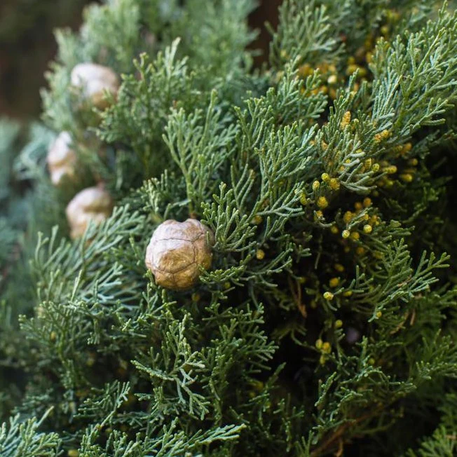 Italian Cypress Tree - Image 5