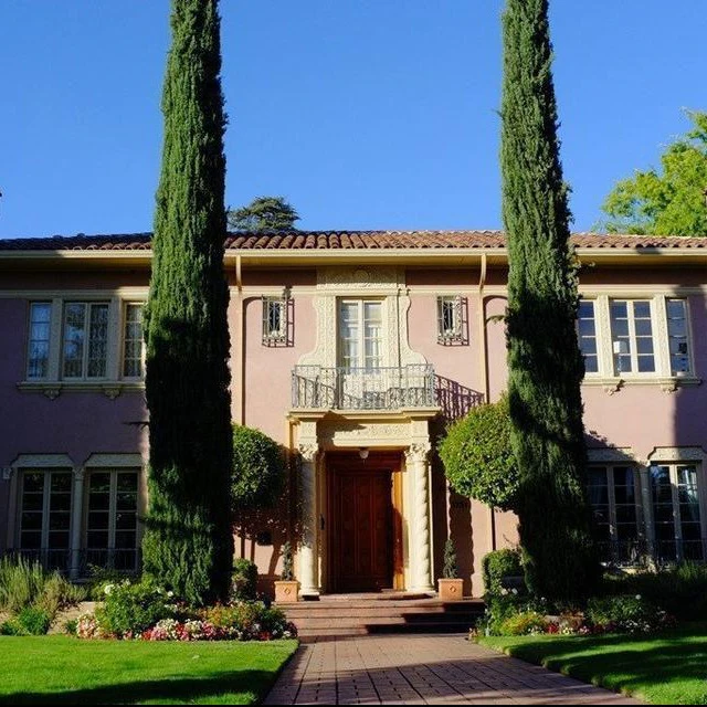 Italian Cypress Tree - Image 6