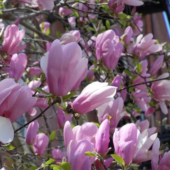 Jane Magnolia Tree - Image 3
