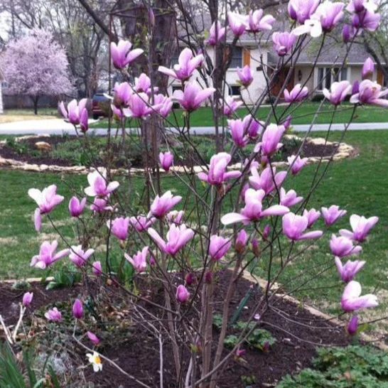 Jane Magnolia Tree - Image 4