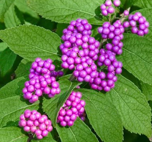 Early Amethyst Japanese Beautyberry - Image 4