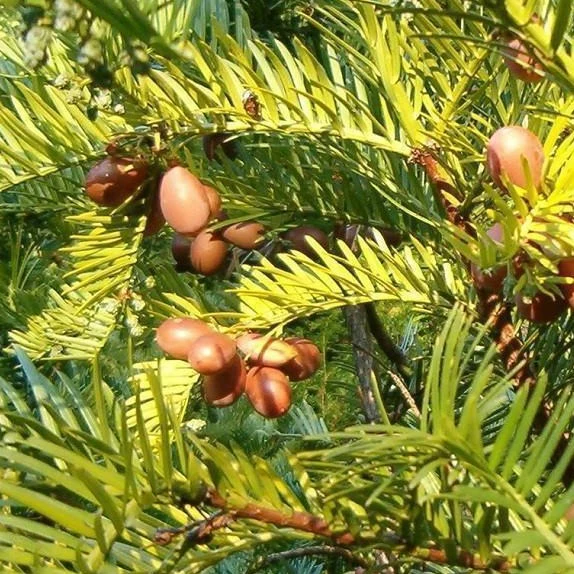Japanese Plum Yew - Image 3