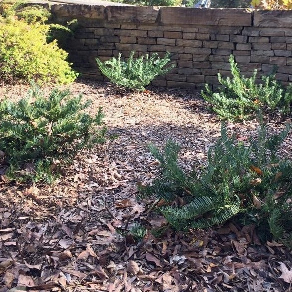 Japanese Plum Yew - Image 4