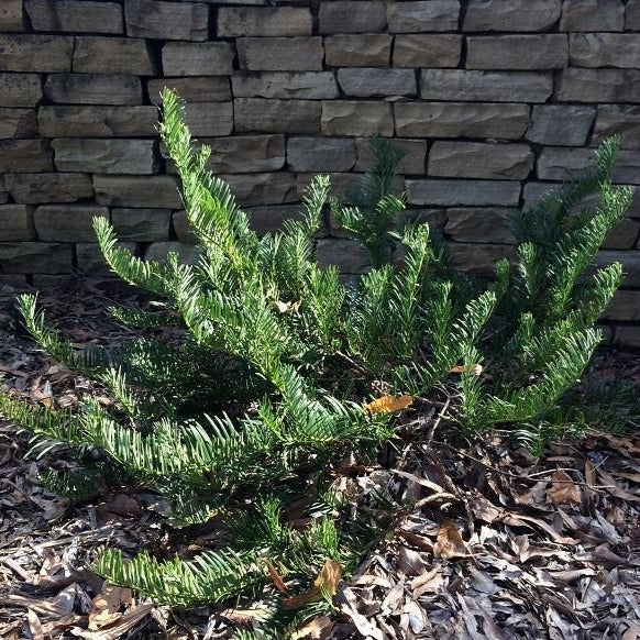 Japanese Plum Yew - Image 5
