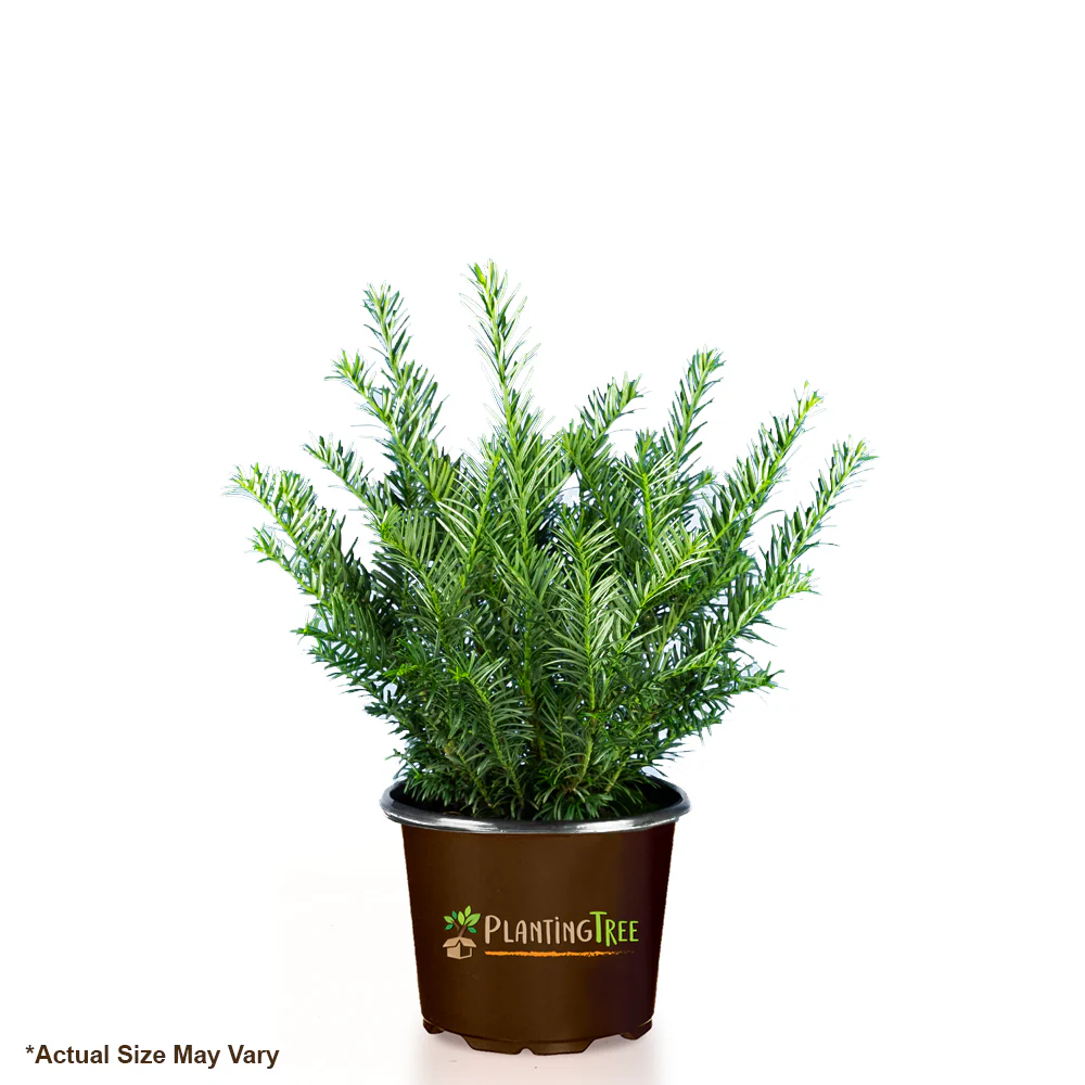 Japanese Plum Yew - Image 6