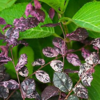 Jazz Hands® Variegated Loropetalum - Image 3