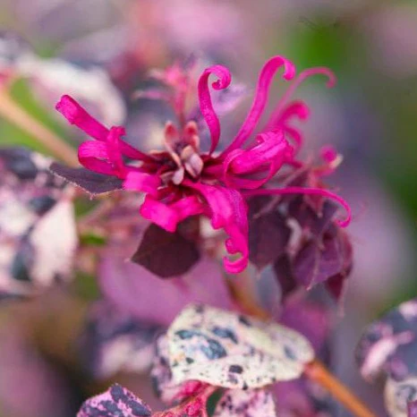 Jazz Hands® Variegated Loropetalum - Image 4