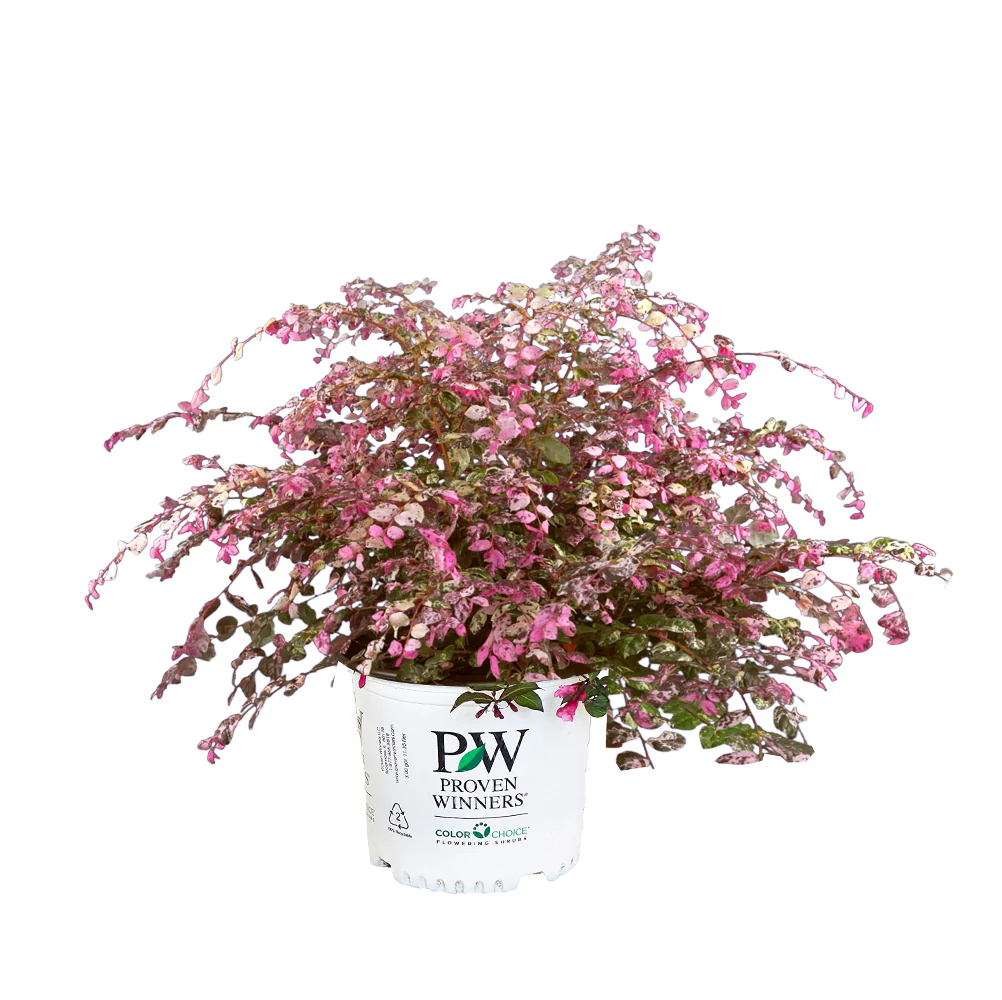 Jazz Hands® Variegated Loropetalum - Image 6