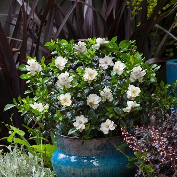 Jubilation™ Gardenia - Image 3