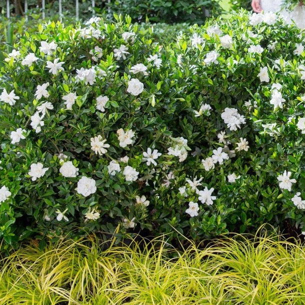 Jubilation™ Gardenia - Image 4