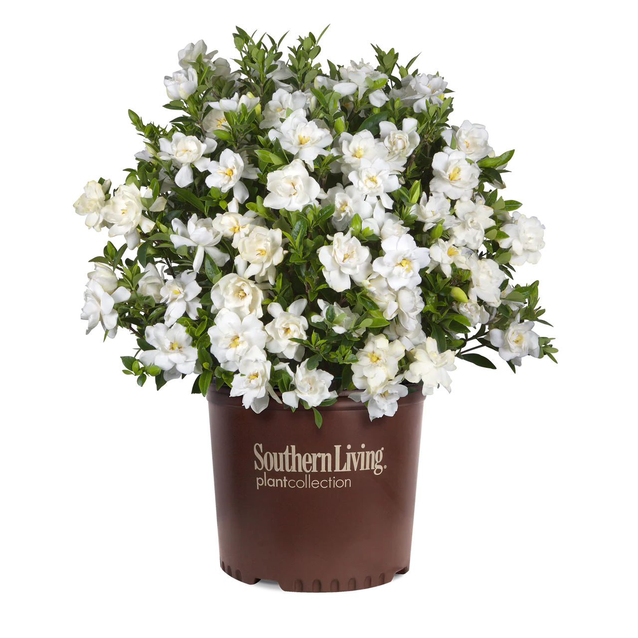 Jubilation™ Gardenia - Image 5