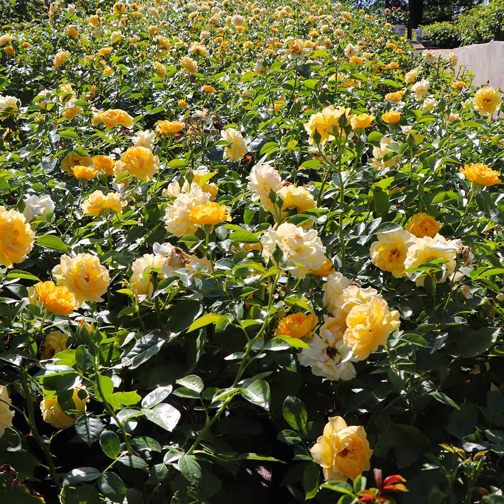 Julia Child Rose Shrub Form - Image 3