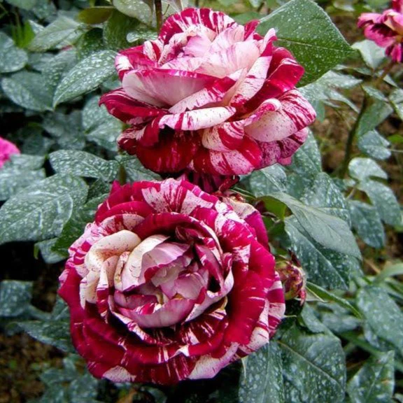 Julio Iglesias Rose Tree - Image 2