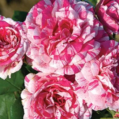 Julio Iglesias Rose Tree - Image 3