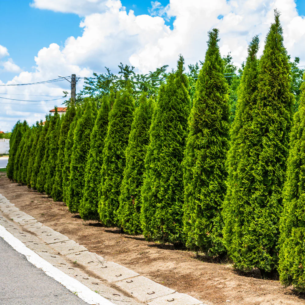 Junior Giant Thuja Tree - Image 3