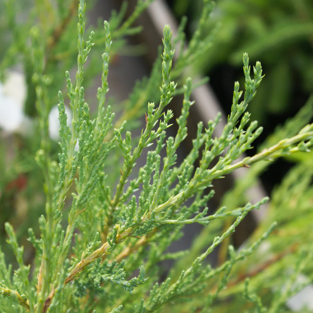 Juniper Skyrocket Tree - Image 3